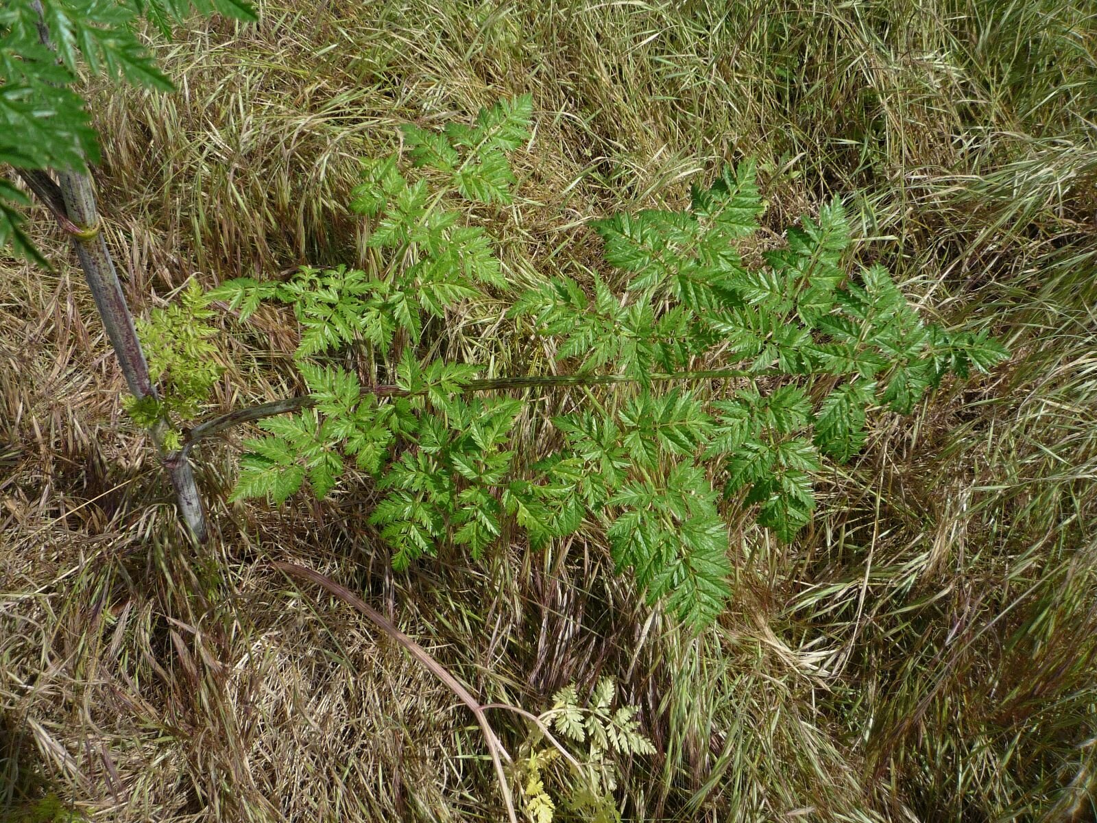 High Resolution Conium maculatum Leaf